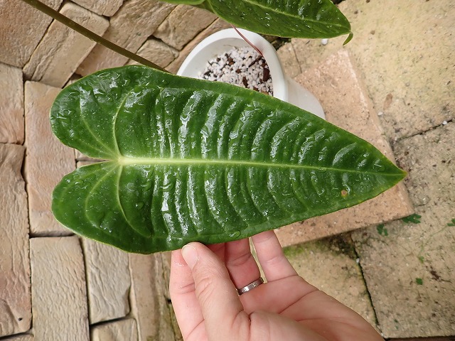 アンスリウム ベイチ スーパーナローフォーム (Anthurium Veitchii