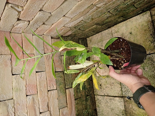 ザミオクルカス・ザミフォリア 極麗斑入り ニュータイプ | 希少植物の