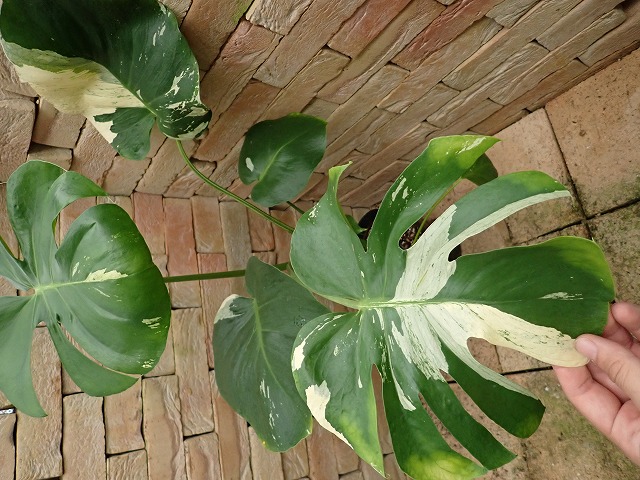 モンステラ デリシオーサ 新タイプ白斑 極麗実生選抜(Monstera