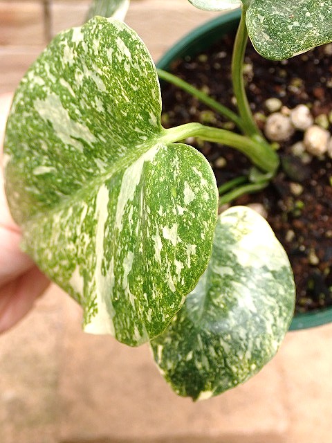 モンステラ デリシオーサ 最高の斑入り (Monstera deliciosa var. TC