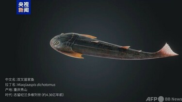 4億3600万年前に絕滅した双叉苗家魚の化石 中国重慶で発見 写真1枚