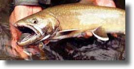 想い出の源流紀行7 初めての八久和川