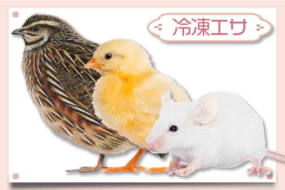 リタイアマウス通販】栄養・重さ・サイズ ｜ボールパイソン・コーン