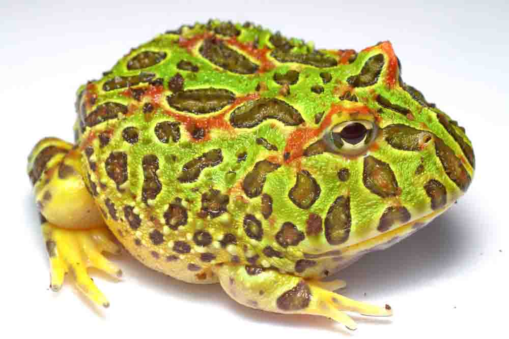 冷凍ヒヨコ通販・激安値段】オス315羽（1羽50円）東京販売店｜ヘビ