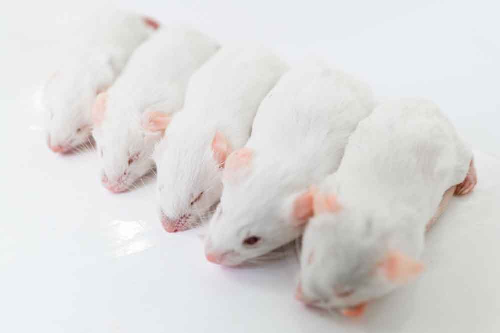 アダルトマウスLサイズ】通販・安い冷凍マウス｜東京販売店 - フクロウ