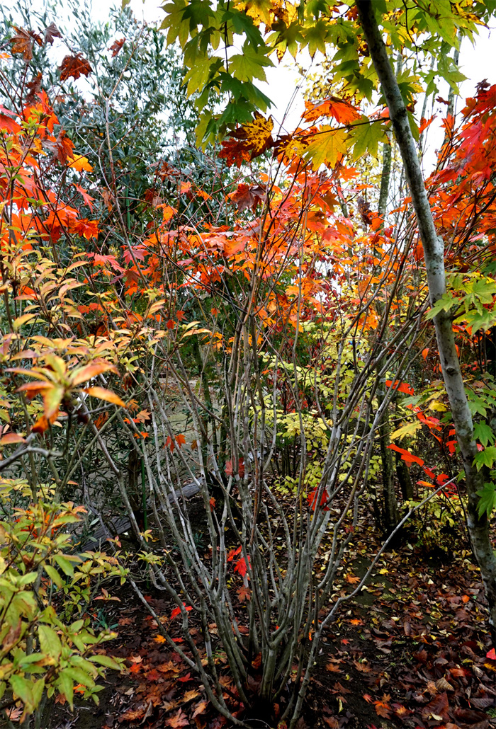 山採り自然樹形ハウチワカエデ販売 秋元園芸
