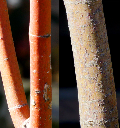 山採り自然樹形コハウチワカエデ販売・茨城那珂 秋元園芸
