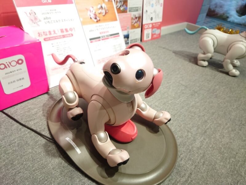 いちごミルクちゃんに会ってきました | My story with aibo～私とaibo