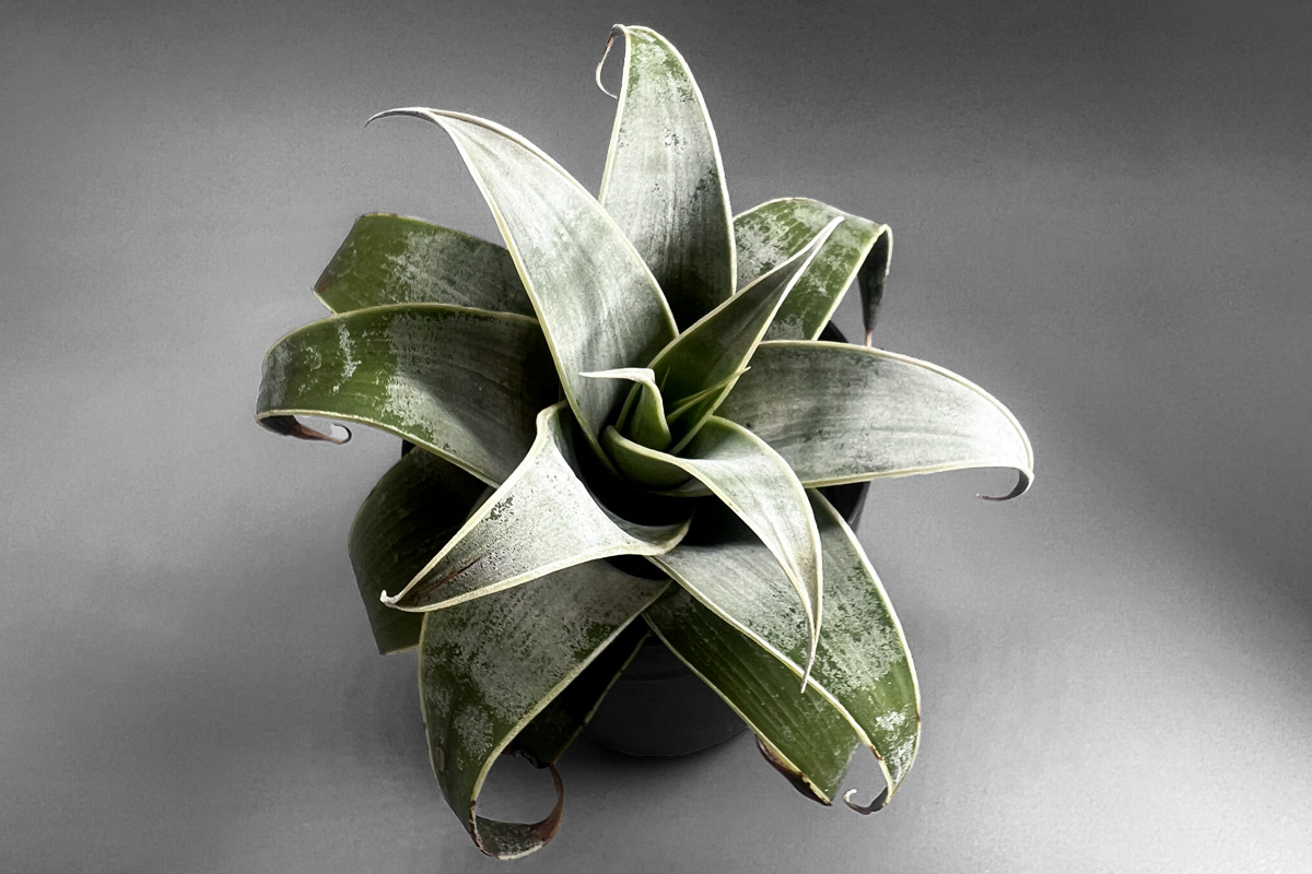 ブロメリア新属“スティグマトドン”とは？分類史と種類・育て方まとめ