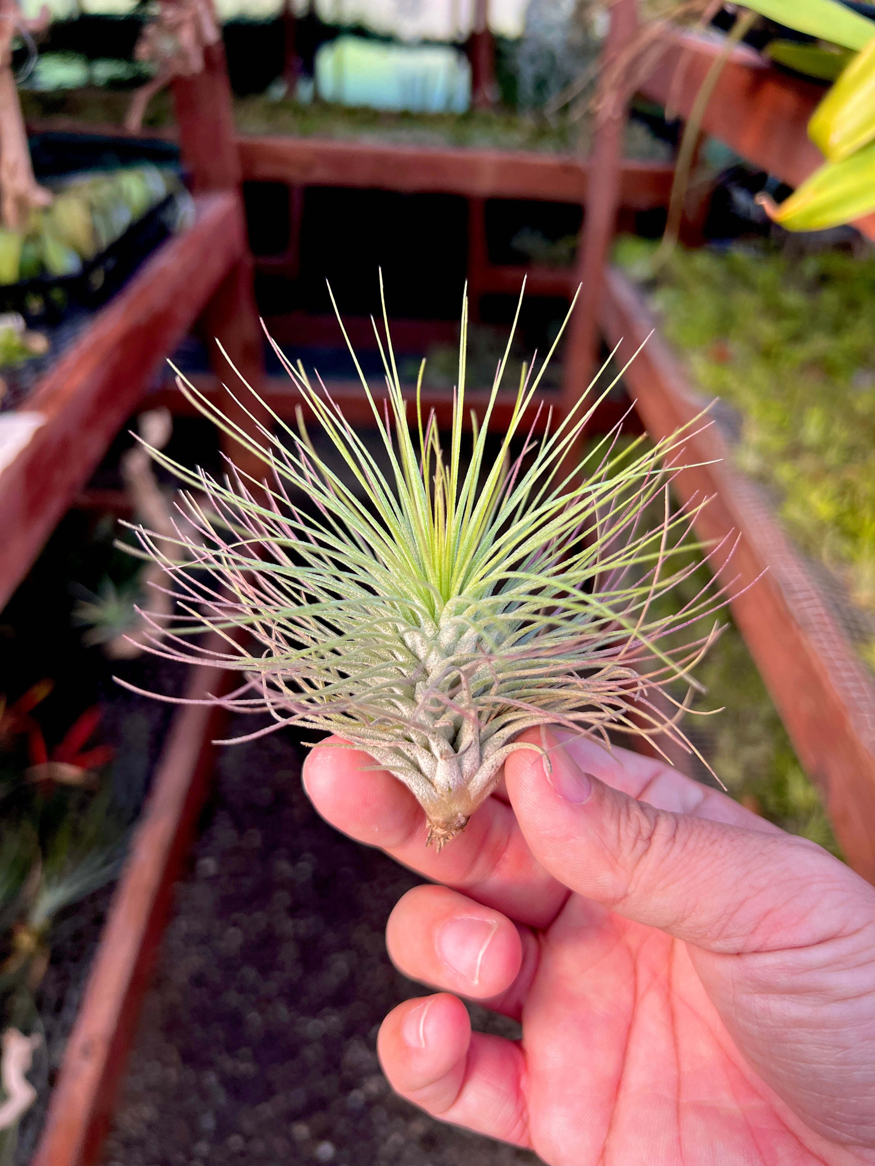 コレクターズスペシャル(2018/11/23更新) – Air Plant Hub