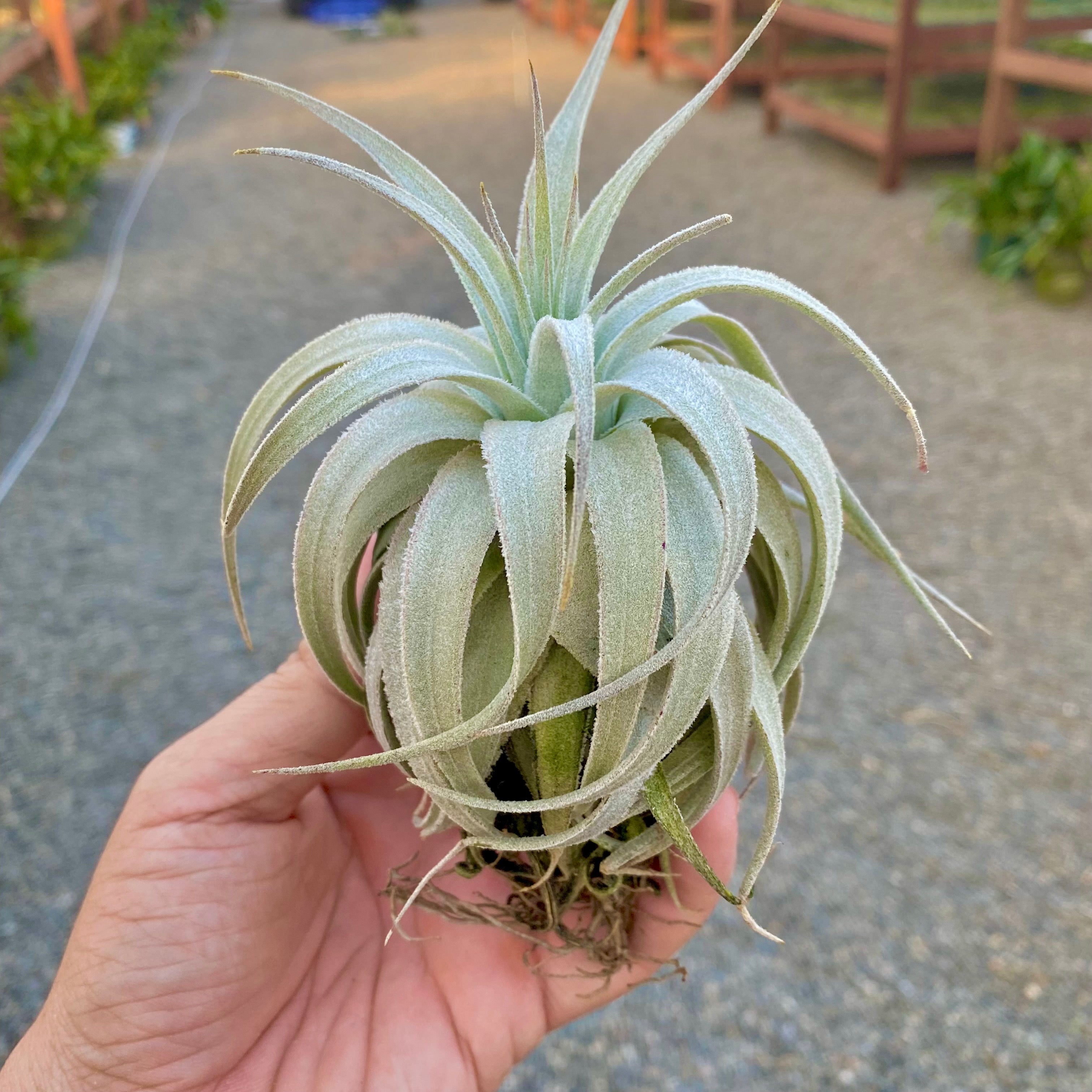 Gardneri var Rupicola – Air Plant Hub