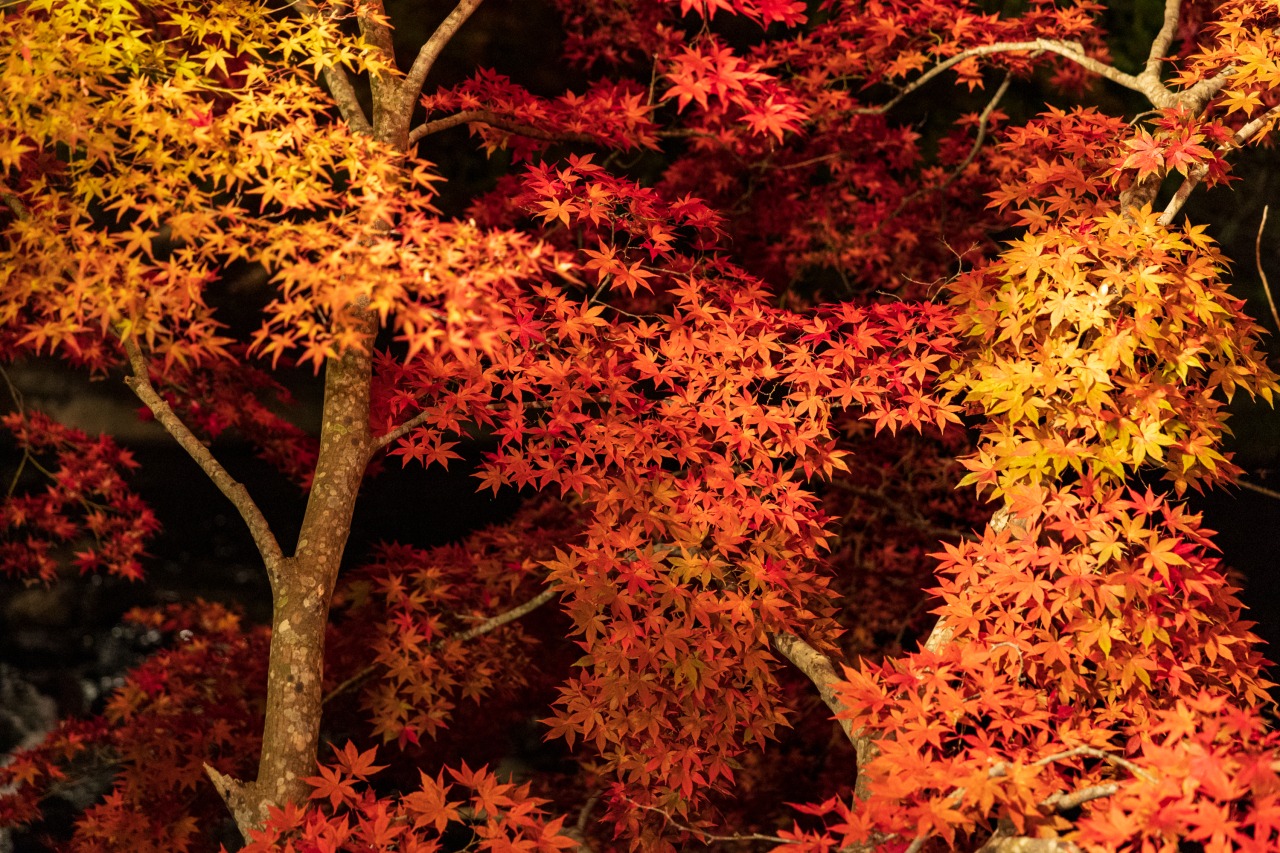 中野もみじ山｜スポット・体験｜【公式】青森県観光情報サイト Amazing