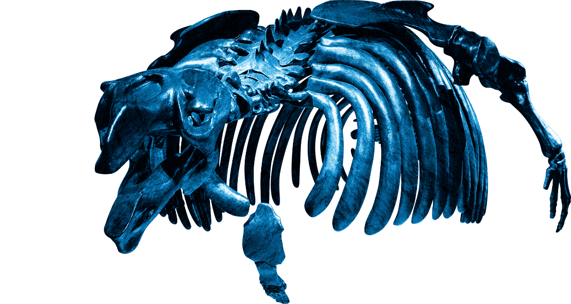 海の化石ミュージアム │ AOAO SAPPORO