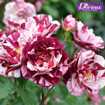 オベリスク GSTR-RC14 4975149344932