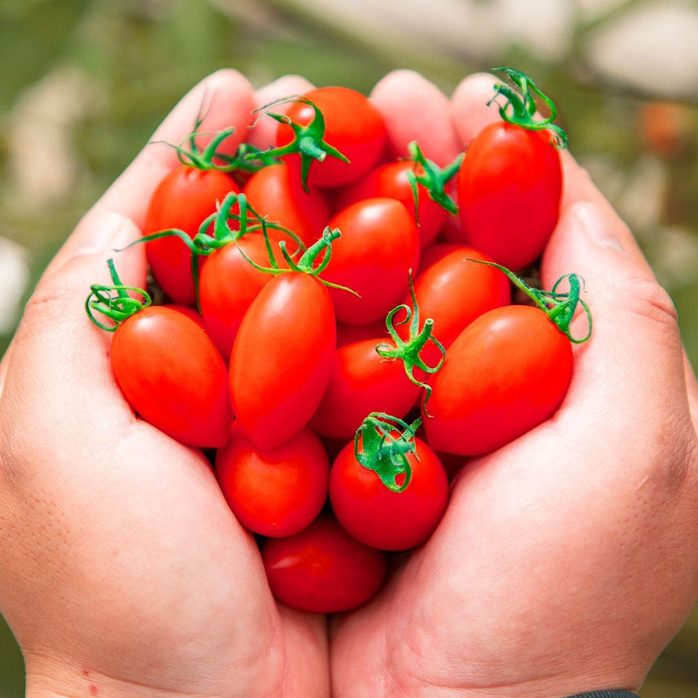 ギフトカード】PRINCESSトマト120g(4P) ギフトカード – AOYAMA GIFT SALON