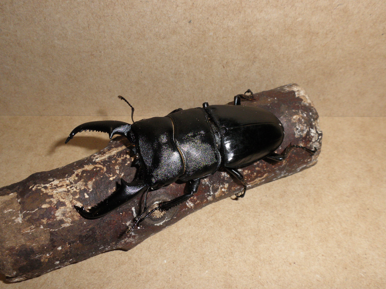 パラワンオオヒラタクワガタの基礎知識