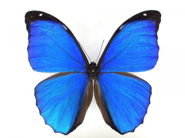 南米の蝶 – engine mothの標本箱