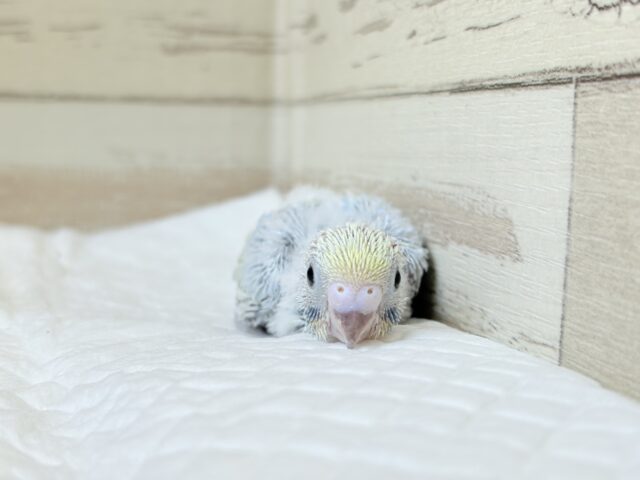 ヒナ界のアイドル🐣🪇セキセイインコ(パステルレインボー) ヒナ