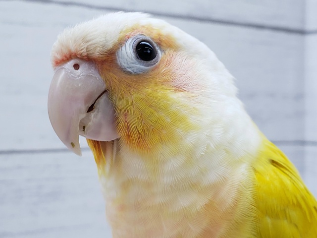 まぶしい～ウロコインコサンチーク、入荷です。