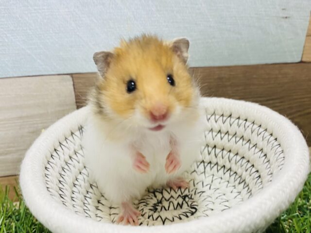 レア‼️なかなか見られないゴールデンハムスターの長毛タイプが