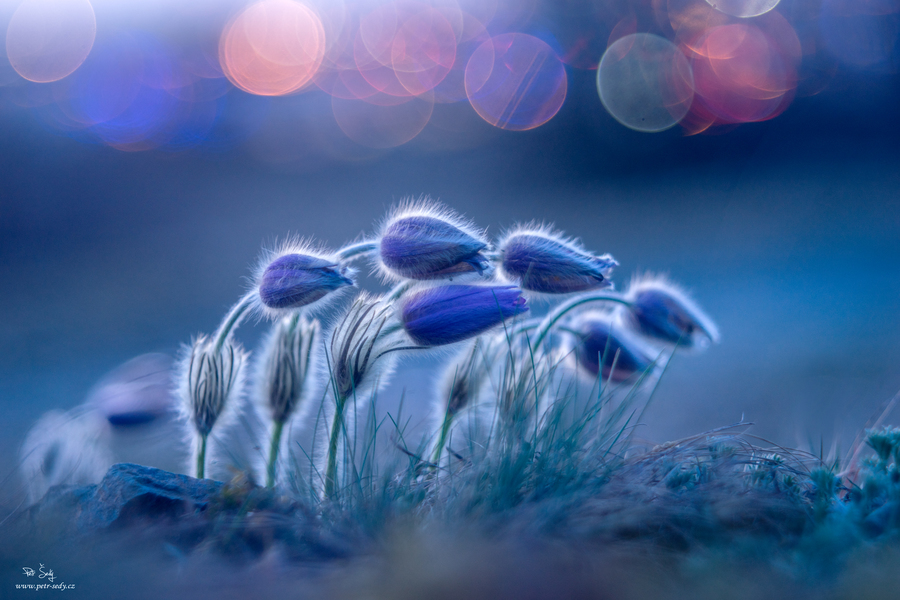 Bow. :: Lens: Pentacon AV 80 mm f/ 2.8 - test photo