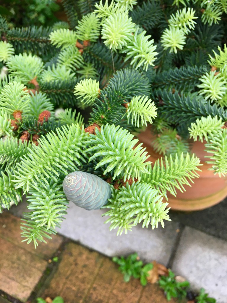美しい新芽 その2 Abies pinsapo `Glauca' アビエス ヌミディカ