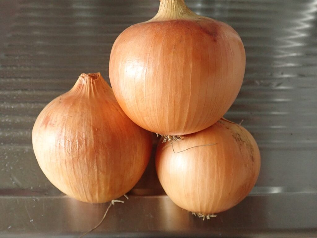 家庭菜園日記：タマネギ ［2022～2023］ | あまなつブログ
