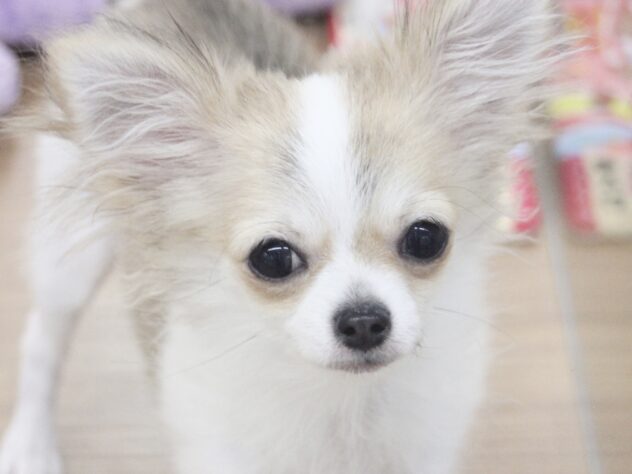 チワワ(レッドホワイト)の子犬(3ページ目)を価格や特徴で探す|ペット