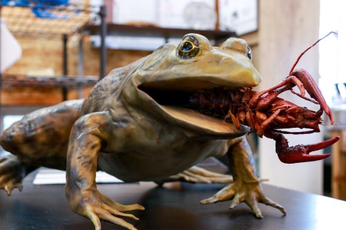 島根県へ 外来生物 の模型を納品！（島根県立三瓶自然館サヒメル