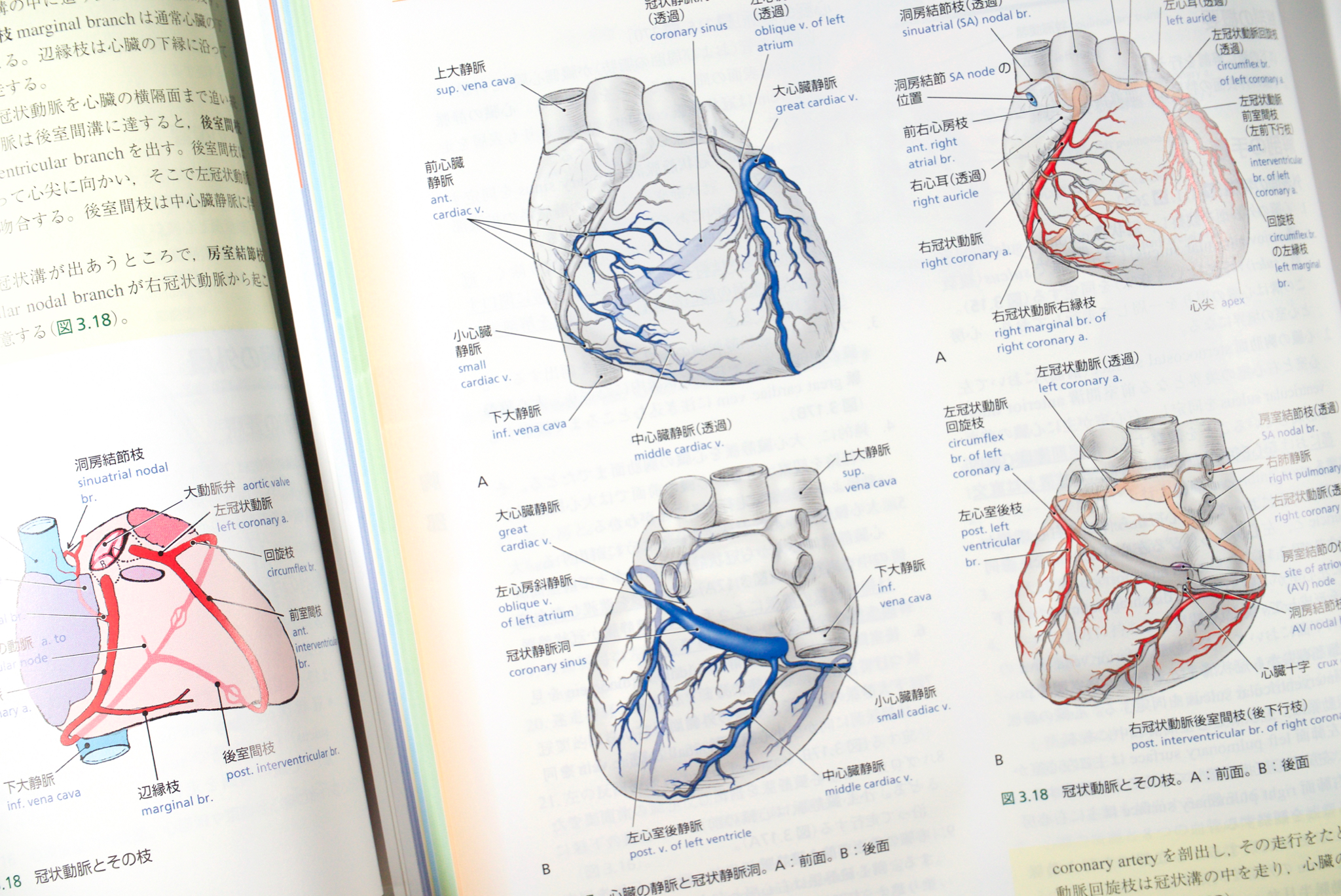 グラント解剖学実習 改訂版 / Anatomy 今日も明日も/グラント解剖学