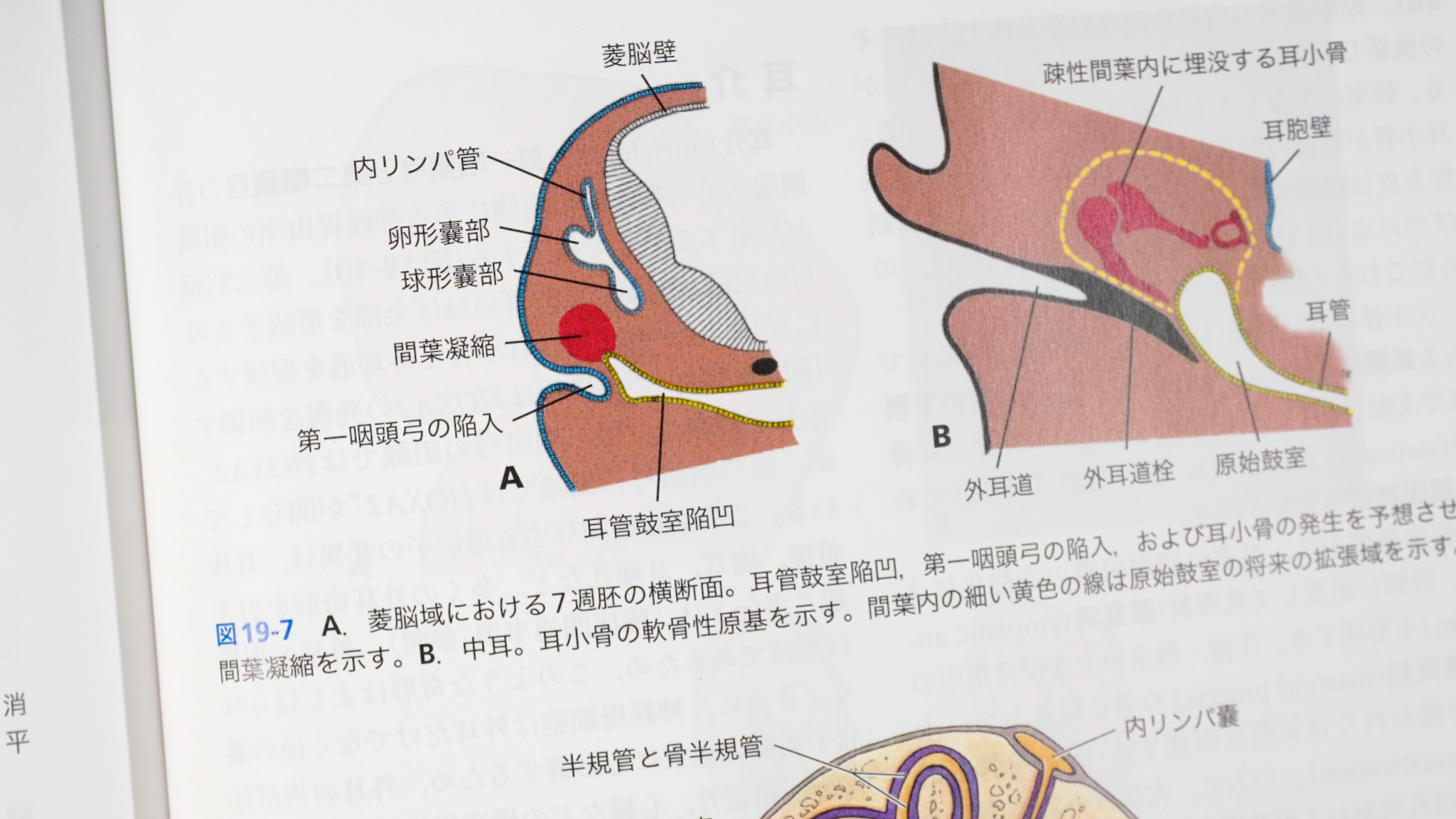 ラングマン人体発生学 第12版（原著第15版） / Anatomy 今日も明日も