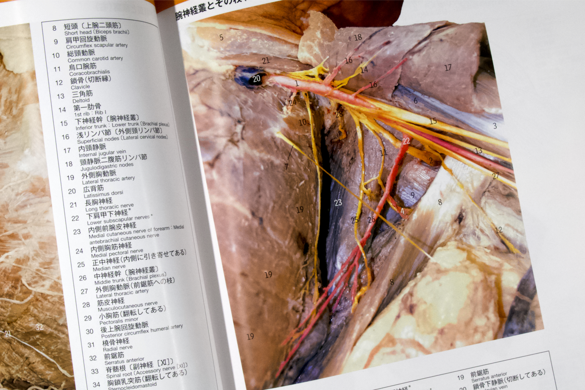 解剖学カラーアトラス 第8版 解剖学カラーアトラス 第8版 | JohannesW