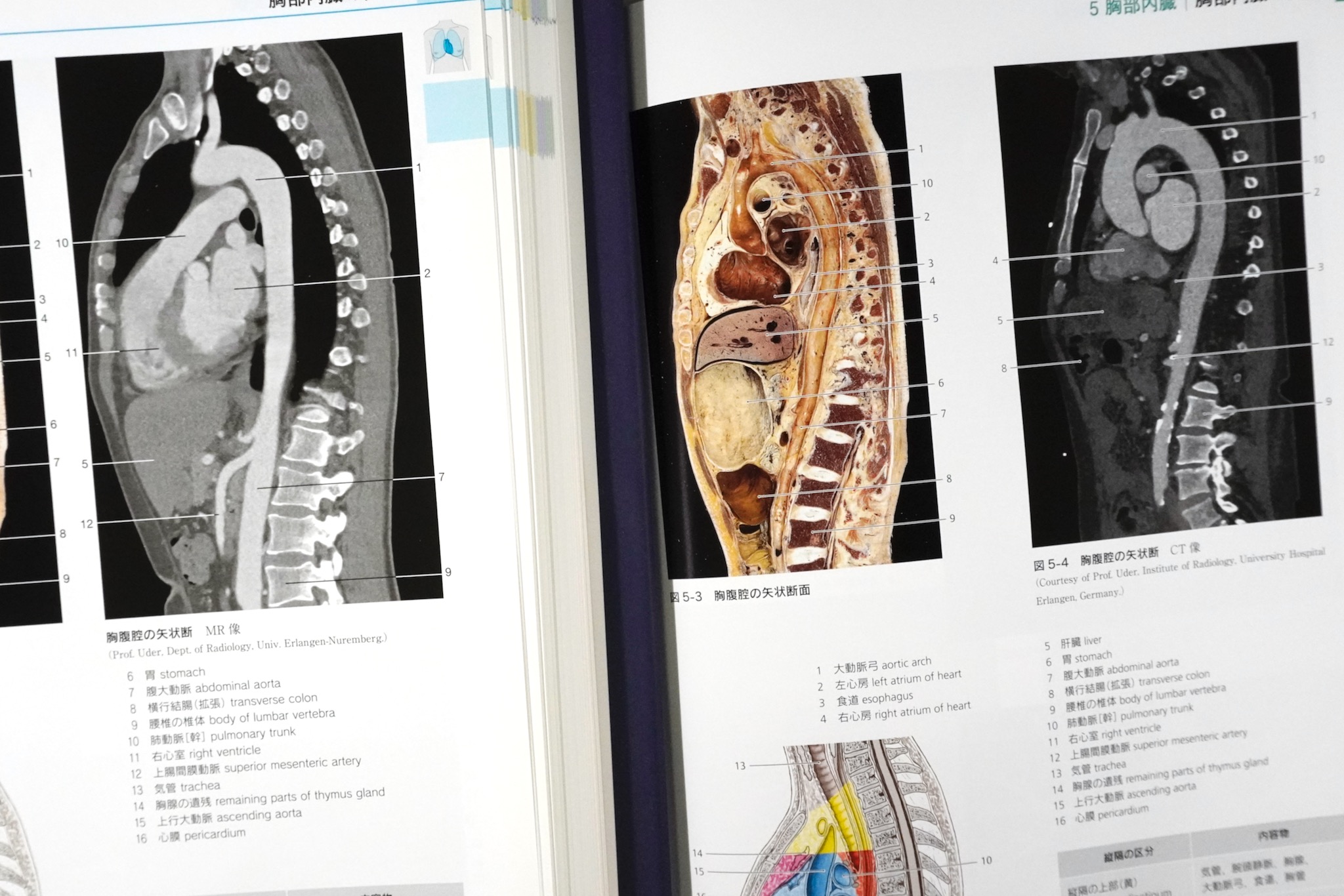 解剖学カラーアトラス 第9版 / Anatomy 今日も明日も/解剖学カラー