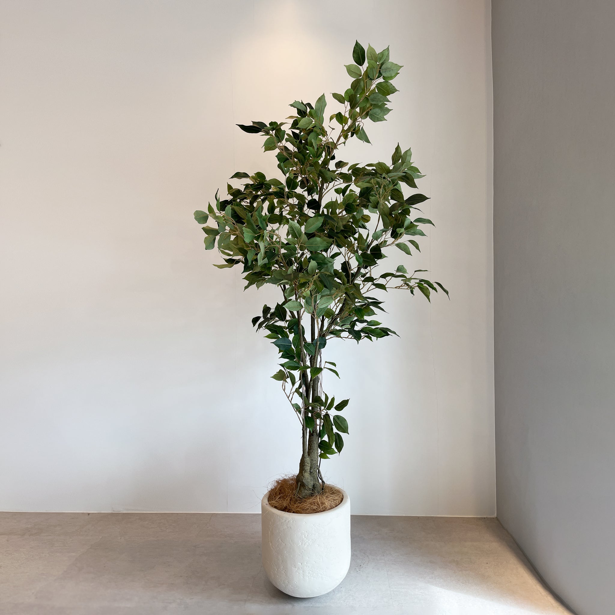 クラッシック フィカス 150cm - フェイクグリーン専用通販サイト