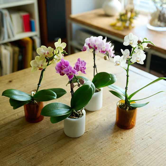 ＆Green Orchid Deep pink（胡蝶蘭ディープピンク）｜土を使わない観葉