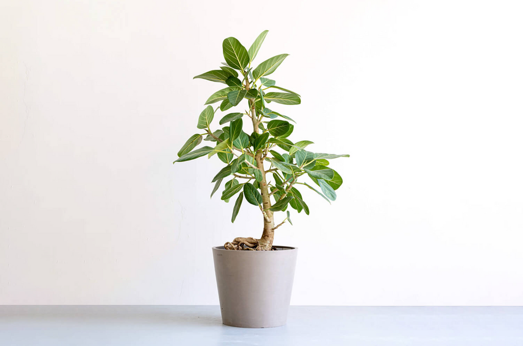 フィカス・ベンガレンシス 10号 | 観葉植物の通販 AND PLANTS (アンド