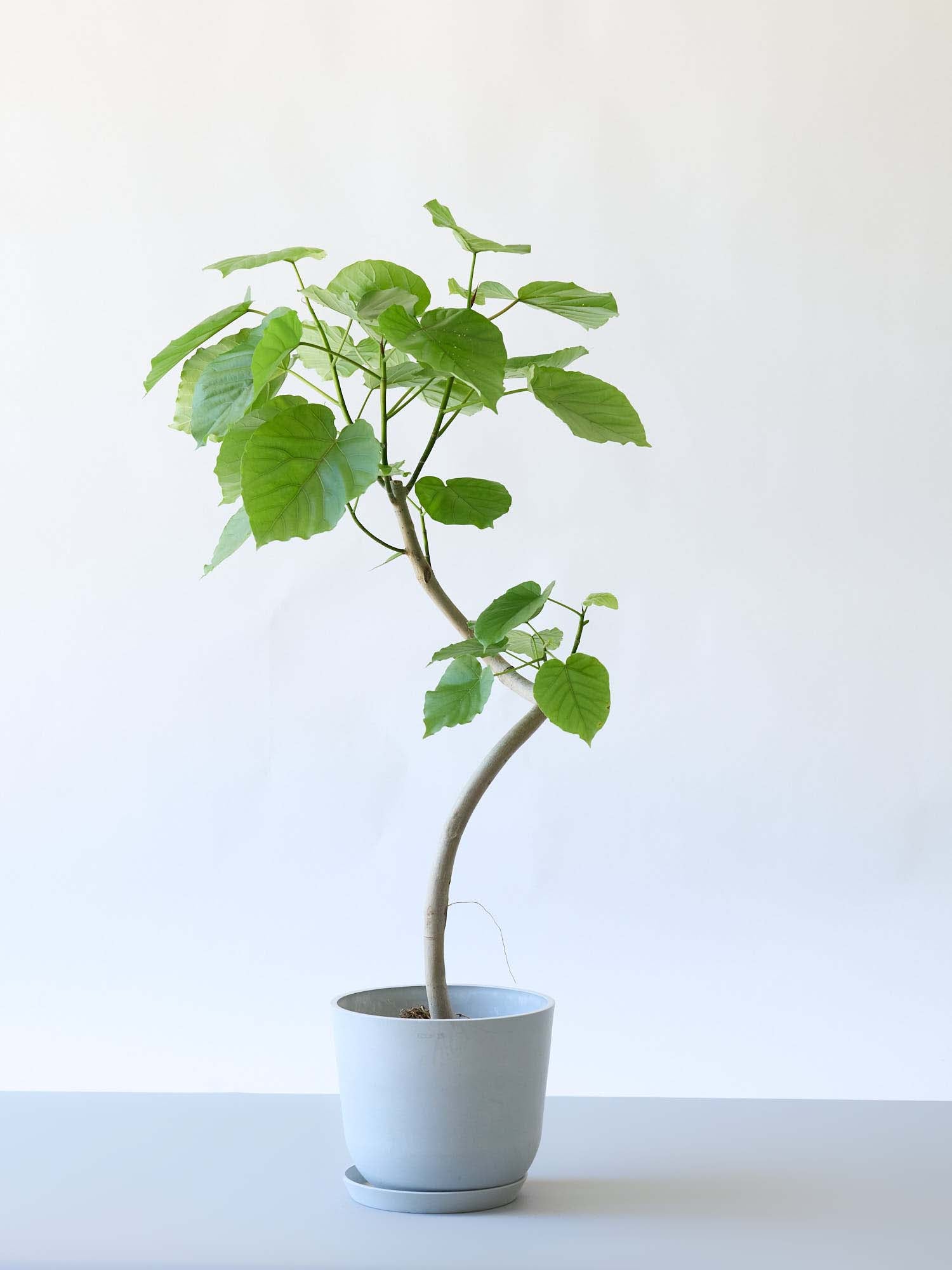 フィカス・ウンベラータ 8号 | 観葉植物の通販 AND PLANTS (アンド