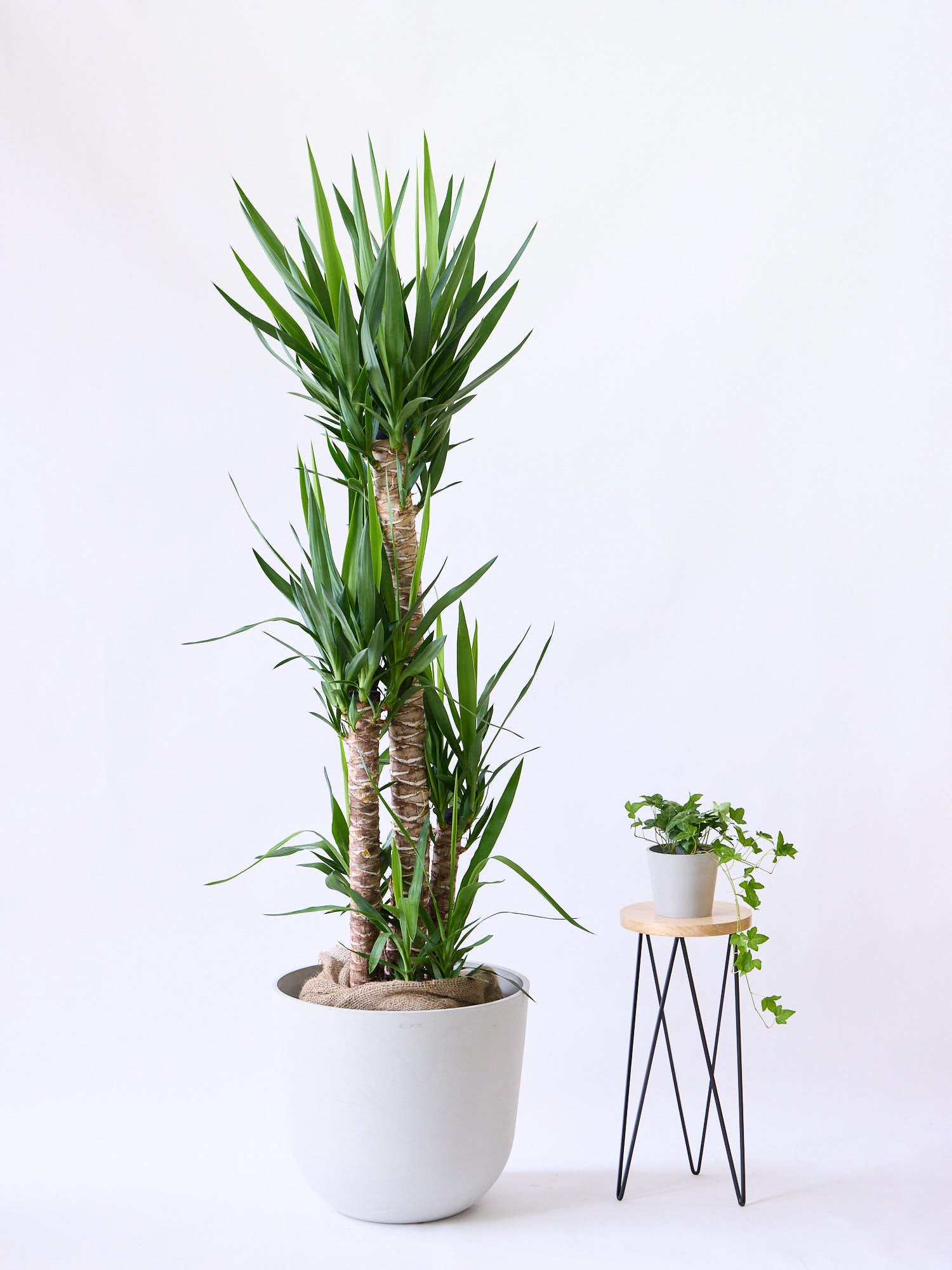 ユッカ・エレファンティペス XL 【首都圏限定】 | 観葉植物の通販 AND