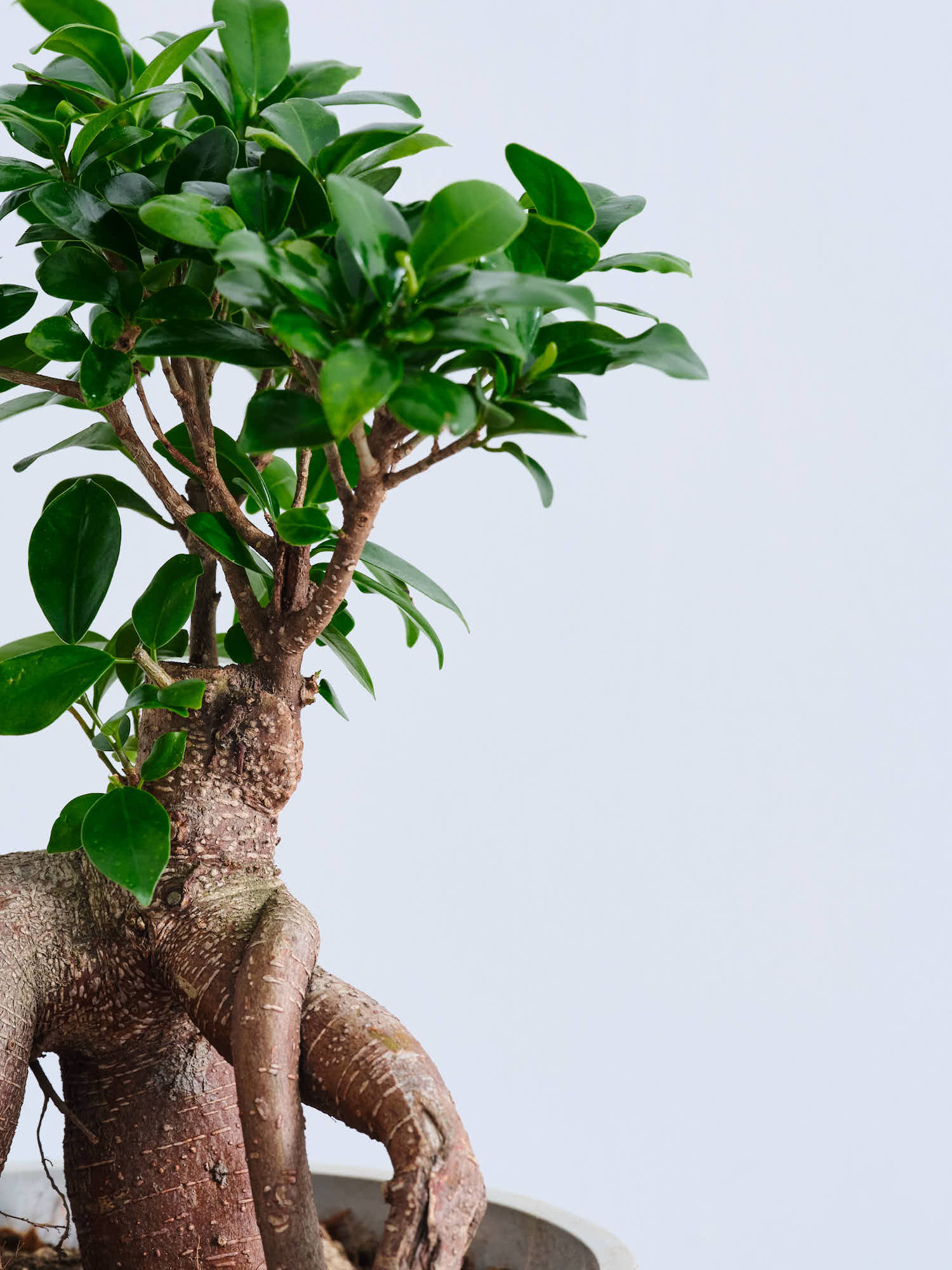 ガジュマル S | 観葉植物の通販 AND PLANTS (アンドプランツ)