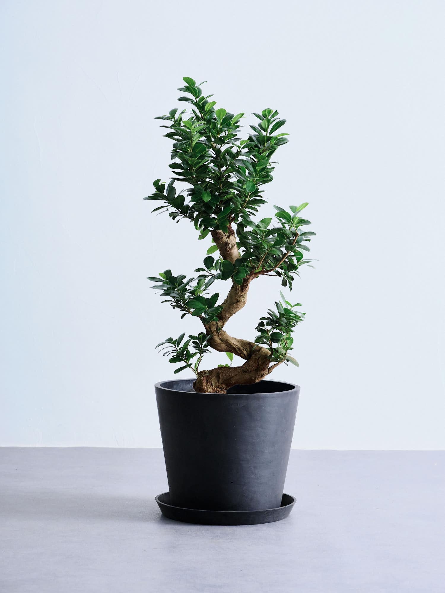 ガジュマル まがり L 昇り龍 | 観葉植物の通販 AND PLANTS (アンド