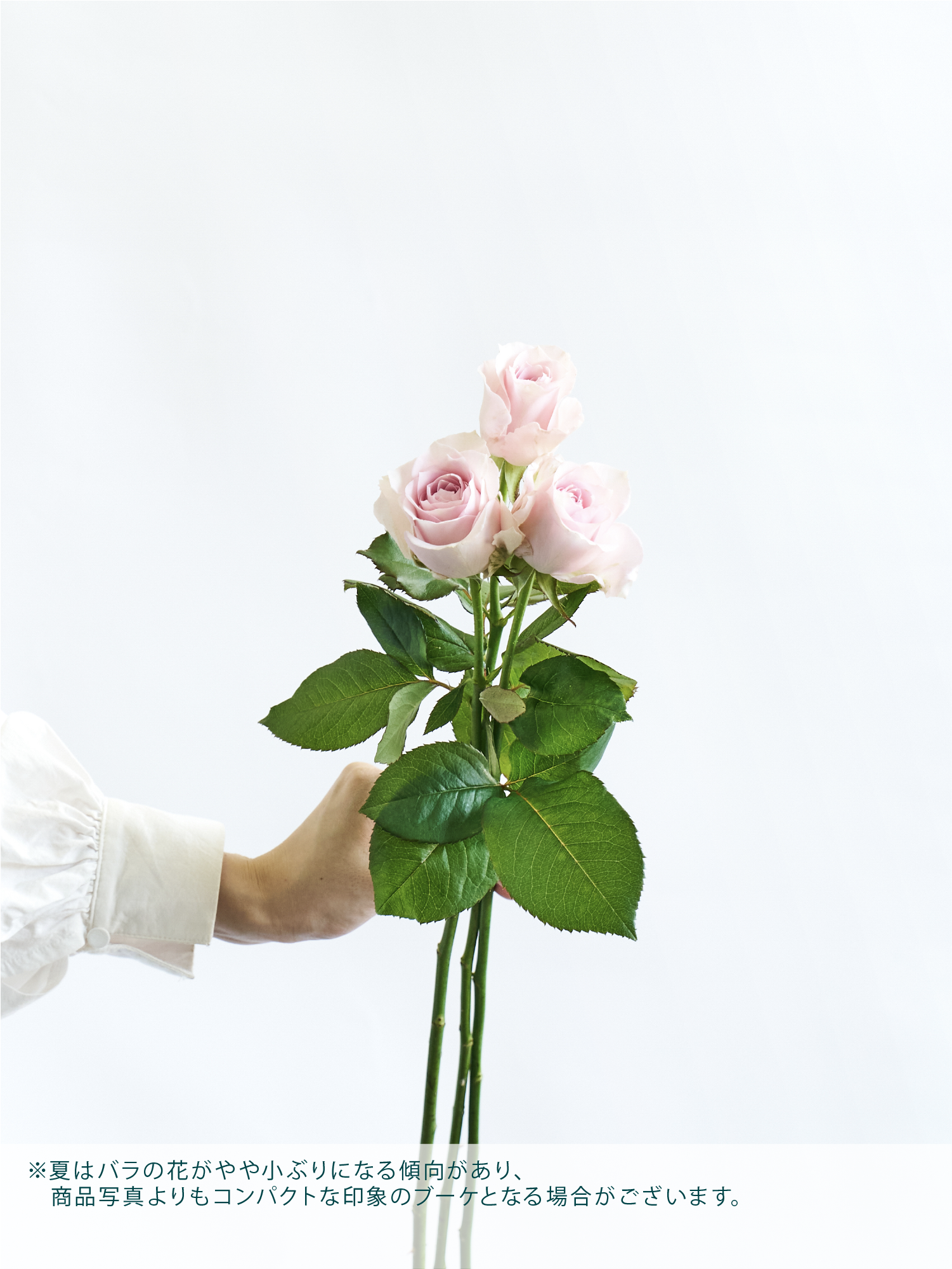 バラの花束 7本 - ピンク - | お花の通販AND PLANTS (アンドプランツ)