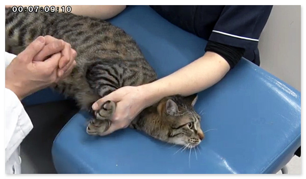 実戦的！猫の心エコー検査 | 株式会社 医療情報研究所