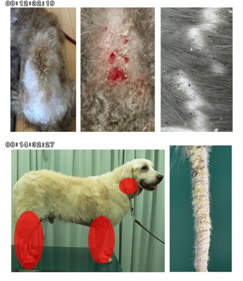 犬のアトピー”一次診療 完全診断プログラム 1/3000 | 株式会社 医療