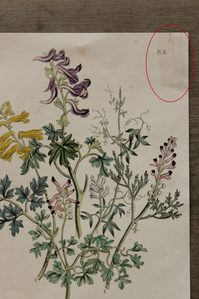 アンティークプリント ボタニカルアート イギリス 植物図鑑 【Antiques