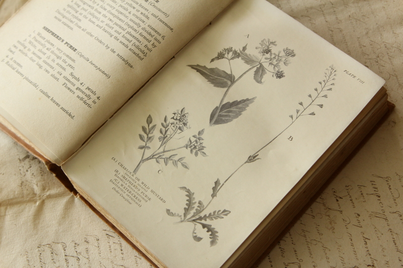 アンティークボタニカルアート 植物図鑑 イギリス THE_YOUNG_BOTANIST