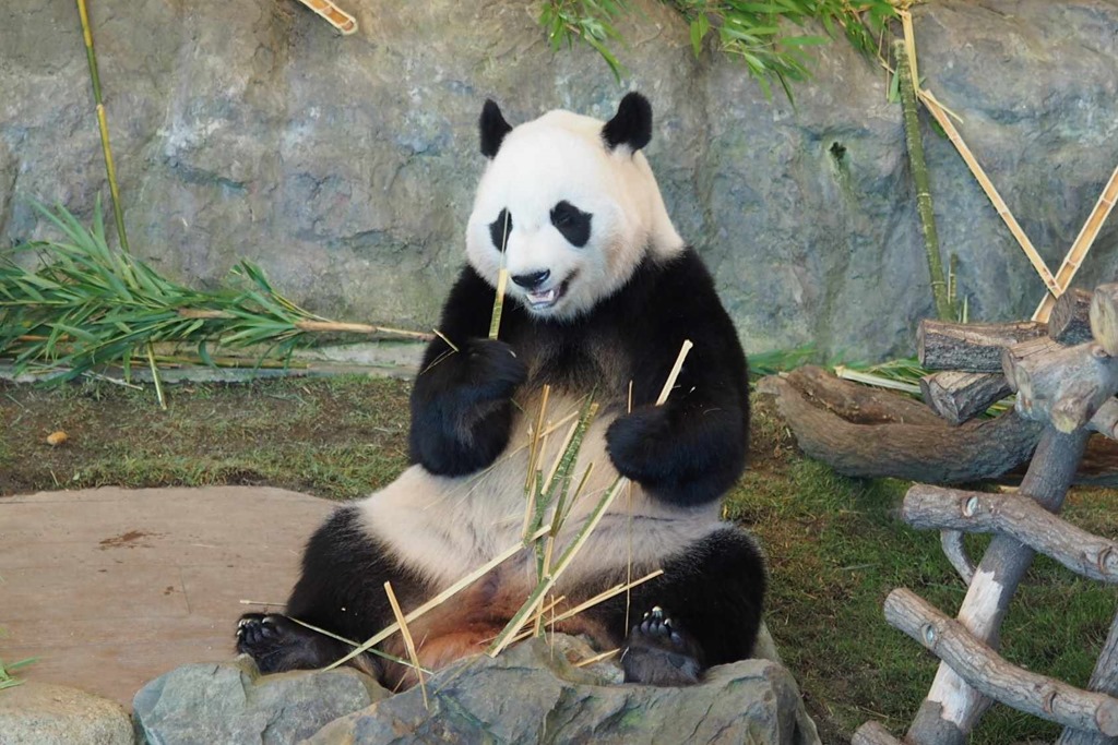 白浜アドベンチャーワールド パンダ （結浜と楓浜・彩浜と良浜