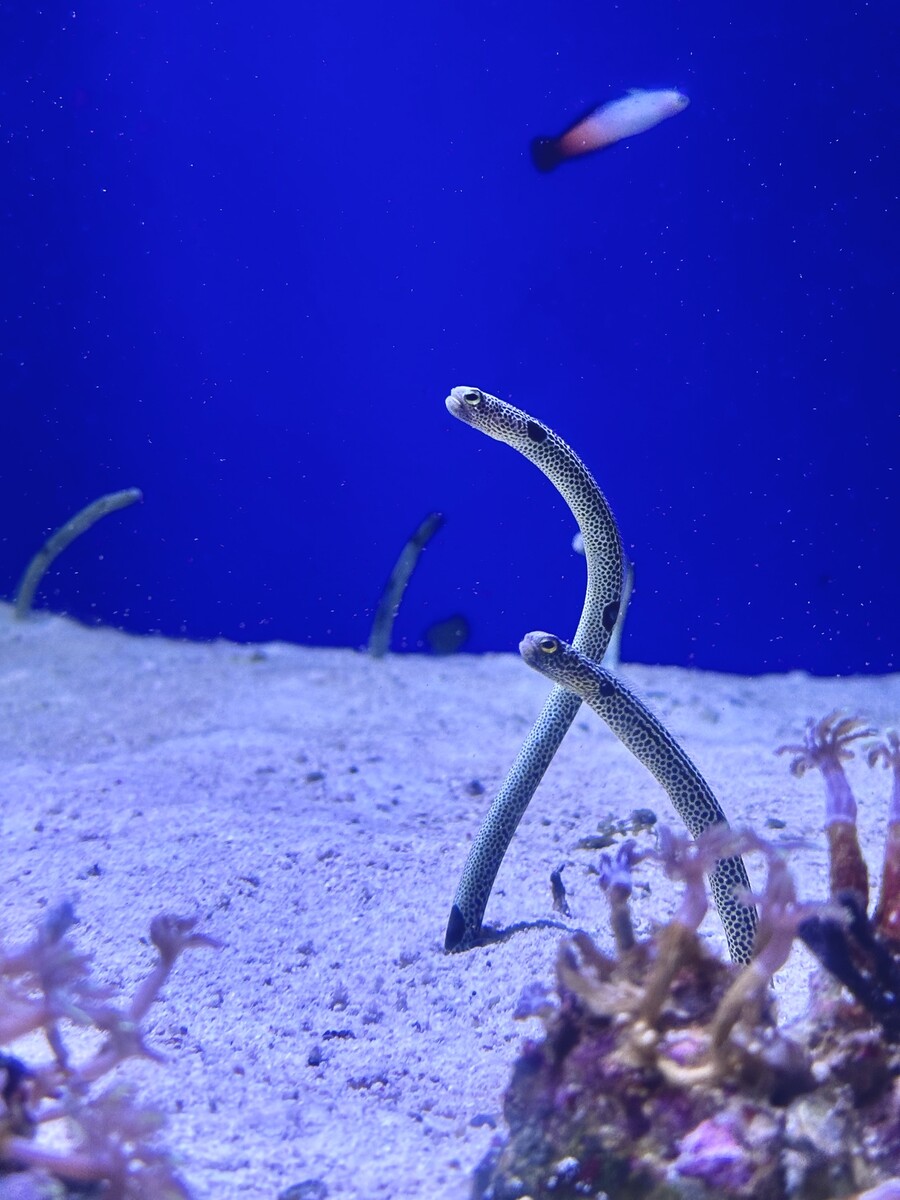 チンアナゴ、ニシキアナゴ、カクレクマノミetc. ウェルカム水槽で