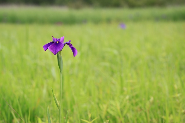 交換レンズ実写ギャラリー：シグマ「50-200mm F4-5.6 DC OS HSM