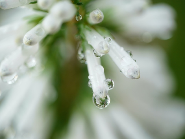 交換レンズ実写ギャラリー：パナソニック「LEICA DG MACRO-ELMARIT