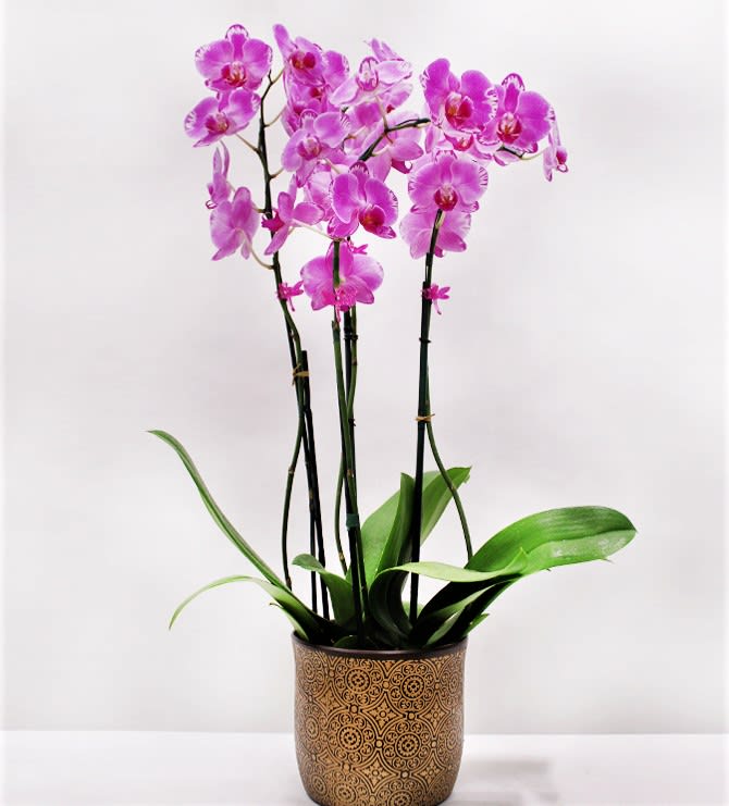 Premium Local Phalaenopsis Garden (4 Stems) Locally Grown in